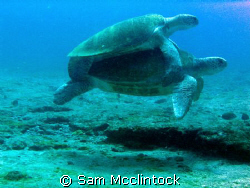 Turtle Love....Going against a strong current at Punta Su... by Sam Mcclintock 